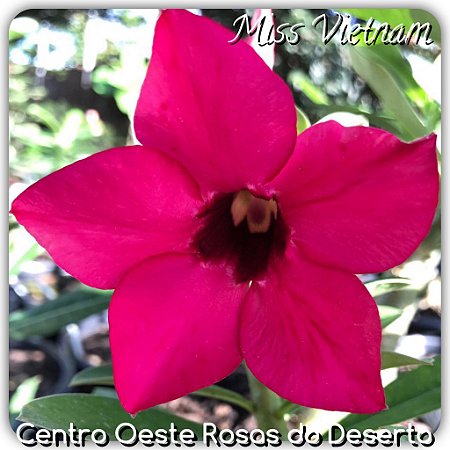 Featured image of post Imagens De Flores Simples - Bonitas flores con frases y rosas para compartir en google+ y facebook.