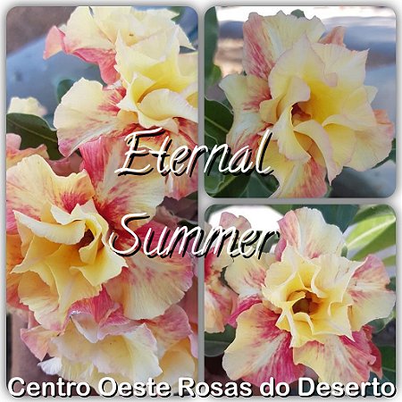 Muda De Enxerto Eternal Summer Flor Dobrada Amarela Matizada