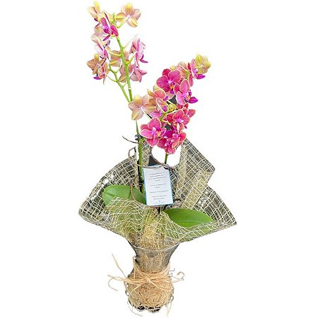 Orquídea no Vaso de Vidro Decorada (cores variadas)