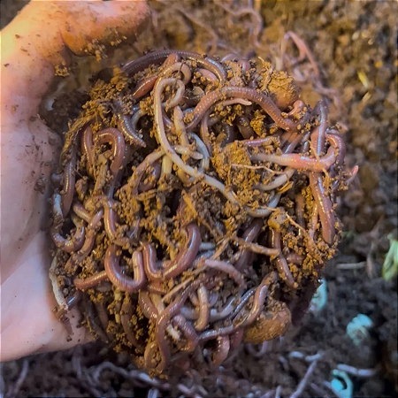 Minhocas Africanas Para Pesca 50 unidades