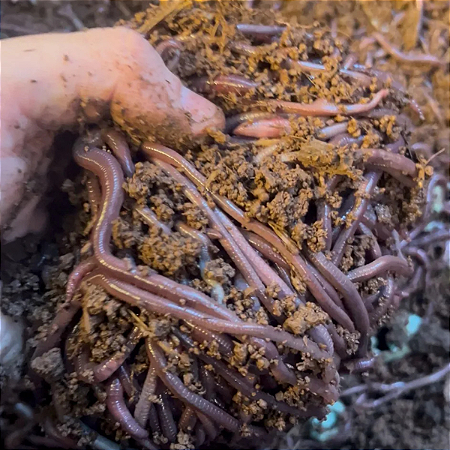 Minhocas Africanas Para Pesca 300 unidades