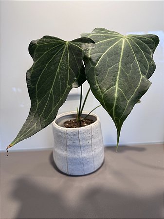 Anth. A. Clarinervium x Pedatoradiatum “Delta Force”