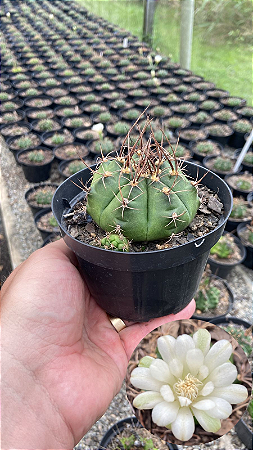 Gymnocalycium anisitsii Pt11