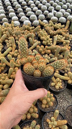Mammillaria elongata Pt11