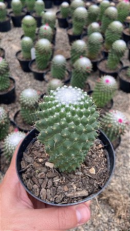 Mammillaria toluca Pt11