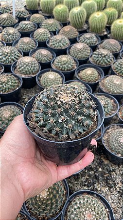 Mammillaria heyderii Pt11
