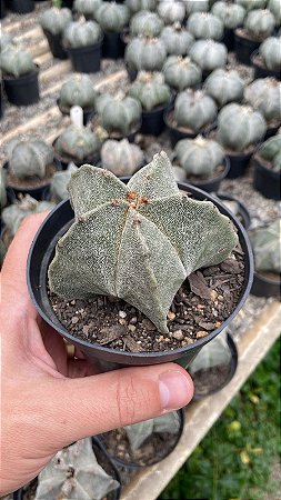 Astrophytum myriostigma