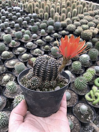 Lobivia arachnacanta - flor laranja Pt11