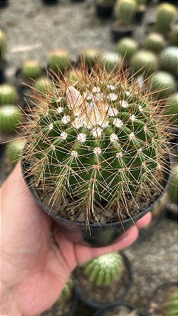 Parodia horstii (Notocactus horstii) Pt11