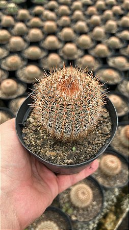 Notocactus schlosseri Pt11