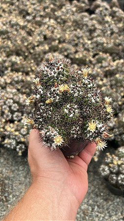 Mammillaria voburnensis Pt11