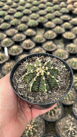 Gymnocalycium mihanovichii Pt11