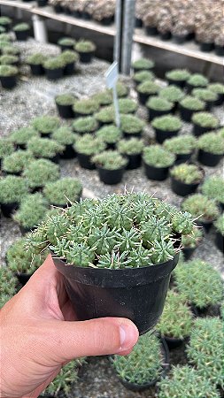 Euphorbia pulvinata Pt11
