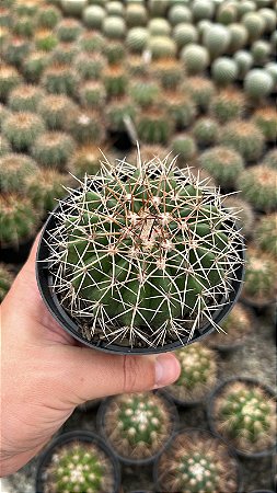 Melocactus Sp. Pt11