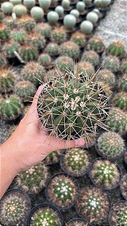 Melocactus ernestii Pt11