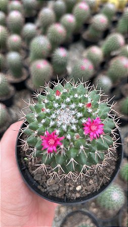 Mammillaria hidalgensis Pt11