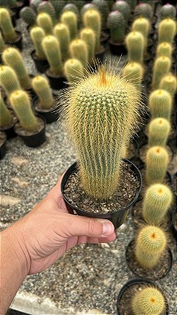 Eriocactus leninghausii