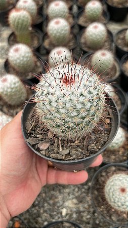 Mammillaria bombycina Pt11