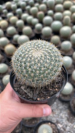 Mammillaria celsiana Pt11