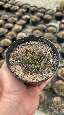 Gymnocalycium mesopotamicum Pt11