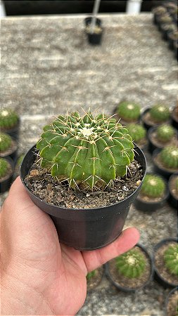 Discocactus Sp. Pt11