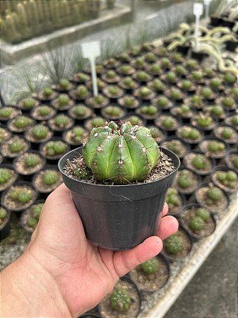 Notocactus campestrensis Pt11