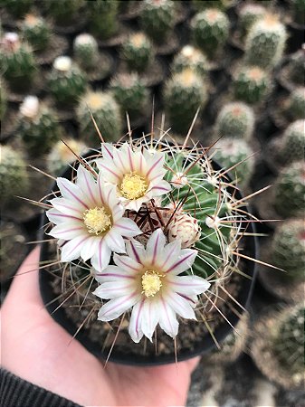 Stenocactus lloydii Pt11