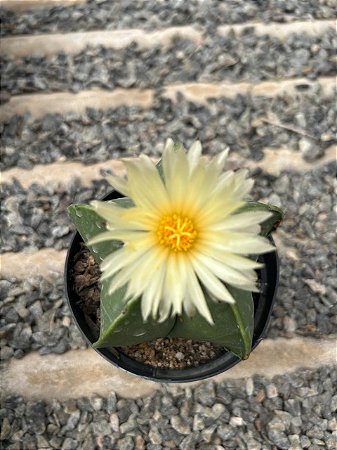 Astrophytum myriostigma nudum Pt11
