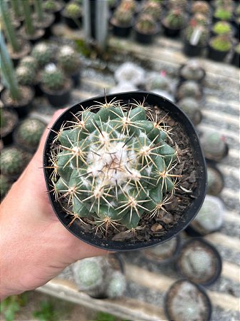 Coryphanta calipensis Pt11
