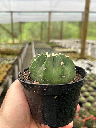 Echinopsis subdenudata