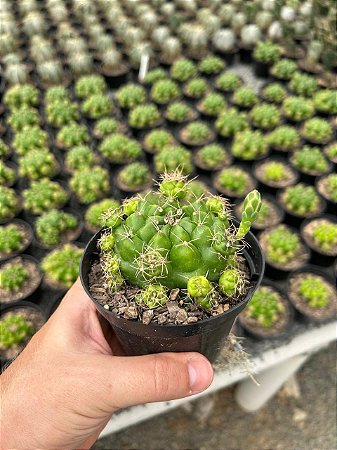 Gymnocalycium multiproliferum Pt11