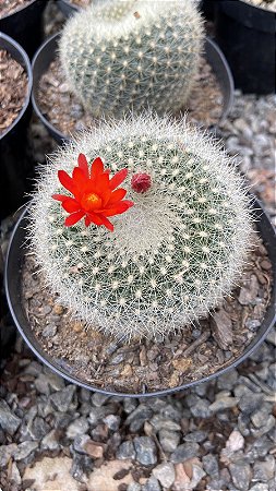 Brasilicactus haselbergii Pt11