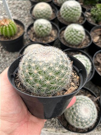 Mammillaria candida Pt11
