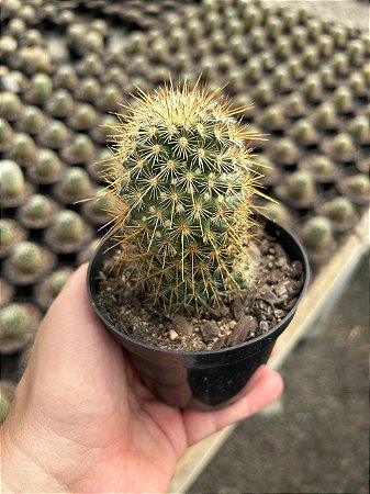 Mammillaria guerreronis Pt11