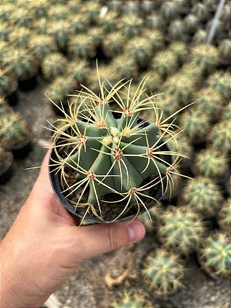 Ferocactus glaucescens Pt11