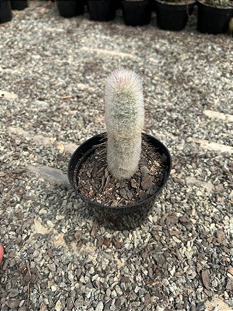 Espostoopsis dybowskii - Austrocephalocereus dybowskii Pt11