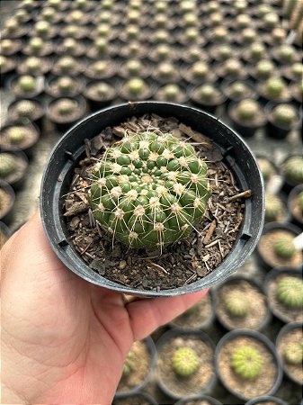 Notocactus uebelmannianus Pt11