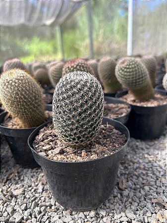 Mammillaria matudae Pt11