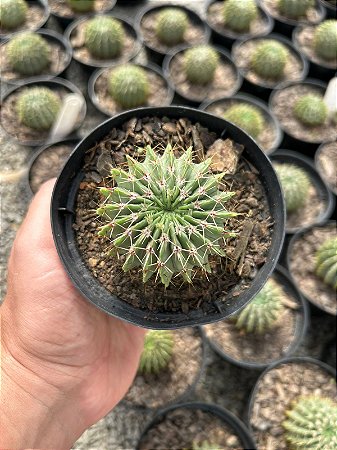 Parodia buiningii Pt11
