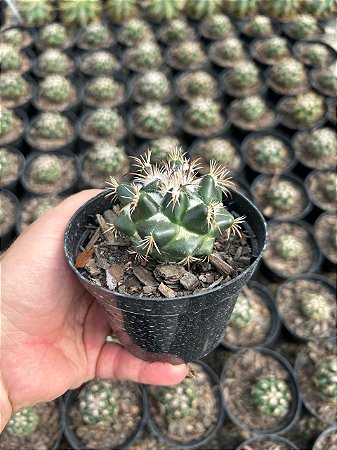 Coryphantha elephantidens Pt11
