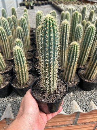 Pilosocereus pernambucoensis Pt11