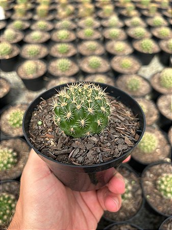 Weingartia neocumingii Pt11