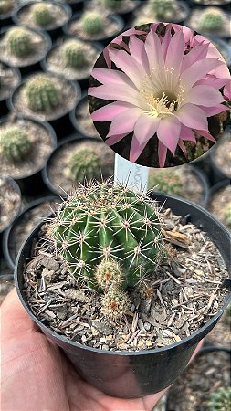 Echinopsis oxygona Pt11