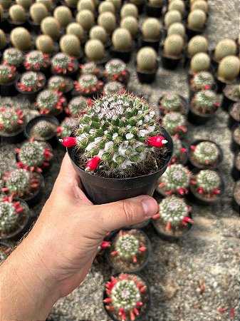 Mammillaria mammillaris Pt11