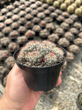 Mammillaria prolifera var. texana