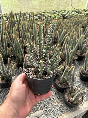 Euphorbia baioensis Pt11