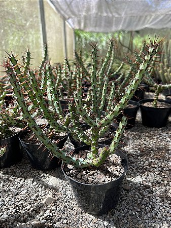 Euphorbia aeruginosa Pt11