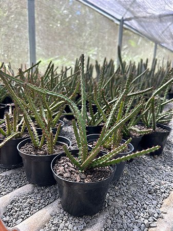 Euphorbia Sp. Pt11