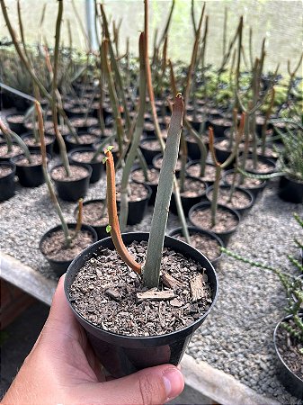 Euphorbia enterophora Pt11