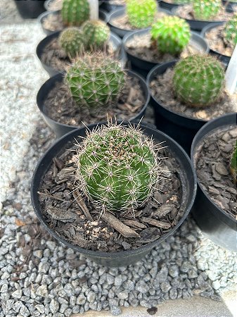 Echinopsis híbridos Pt11
